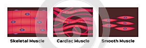 Muscle type vector / cardiac , skeletal , smooth