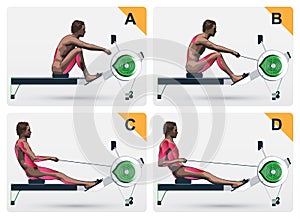 Muscle work on rowing