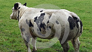 Muscled Belgian Blue Cattle