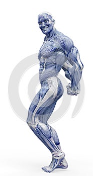 Muscleman anatomy heroic body doing a bodybuilder pose eight in white background