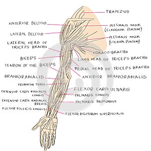 Muscles of arm color