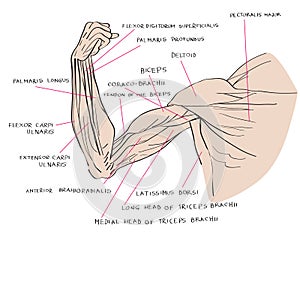 Muscles of the arm color