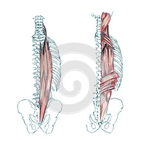 Muscles of back