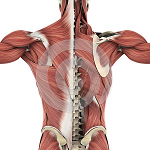 Muscles of the Back Anatomy