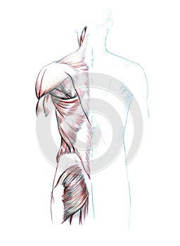 Muscles of back, shoulders and buttocks