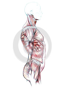 Muscles of back, shoulders, chest, abdomen and buttocks