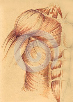 Muscles of the breast and the shoulder