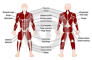 Muscles Chart Description Muscular Body Man photo