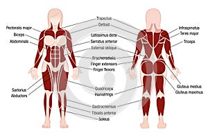 Muscles Chart Description Muscular Body Woman photo