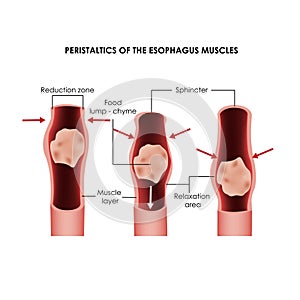 Muscles of the esophagus, swallowing reflex. Realistic medical illustration.