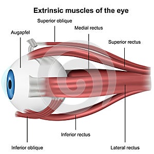 Muscles of the eye, 3d medical vector illustration on white background photo