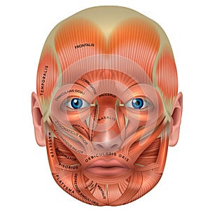 Muscles of the face