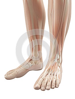 Muscles of the feet