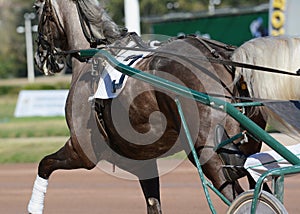 Muscles on a gray horse trotter breed. Harness horse racing in details.