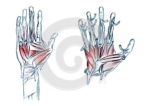 Muscles of hand