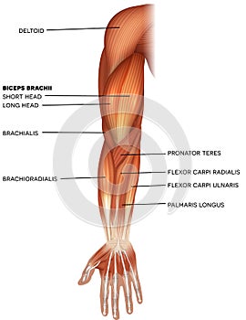 Muscles of the hand and arm photo