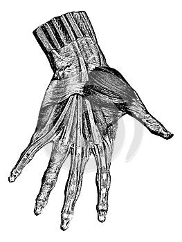 Muscles of the hand superficial layer, vintage engraving