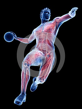 The muscles of a handball player