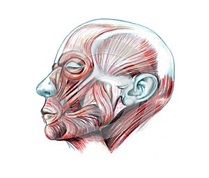 Muscles of head