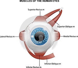 Muscles of the human eyes