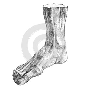 Muscles of the human foot pencil drawing
