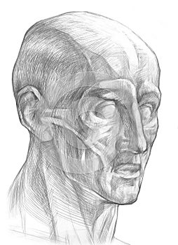 Muscles of the human head illustration