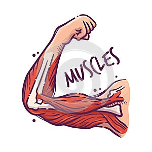 Muscles. Humans and animals internal organs. Medical theme for posters, leaflets, books, stickers. Human organ anatomy