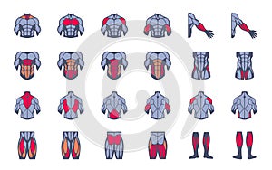 Muscles illustration icon set. It included the workout, human body parts, anatomy and more icons.