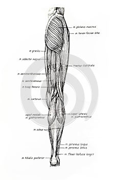 Muscles of the inferior limb drawing photo
