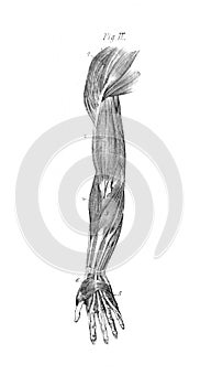 The muscles of the male body in the old book The Human Body, by K. Bock, 1870, St. Petersburg