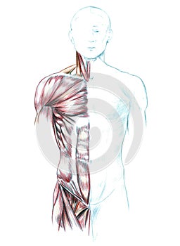 Muscles of neck, shoulders, chest and abdomen