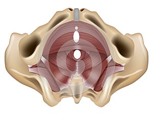 Muscles of the pelvic floor. Anatomy of the pelvic floor or pelvic diaphragm.