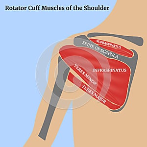 Muscles of the scapula on the back. Human anatomy.