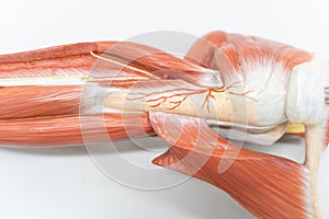 Muscles of the shoulder for anatomy education