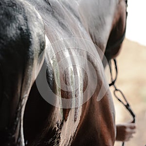 Muscles on the side of a sports horse during washing