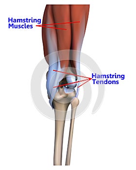 The muscles and tendons at the back of the knee