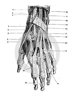 Muscles and tendons of the wrist and back of the hand in the old book D`Anatomie Chirurgicale, by B. Anger, 1869, Paris