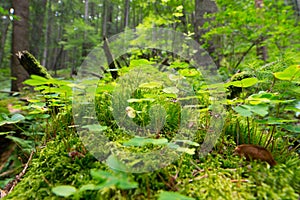 The muscles on the trees