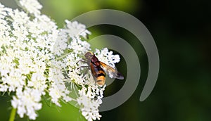 Muscomorpha on white flower. Close-up. Copy space. Selective focus