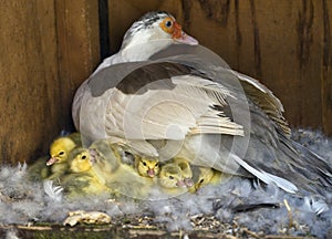 Muscovy (Cairina moschata)