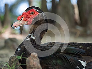 A Muscovy or Creole Duck with Black and White Feathers and Red Wattle