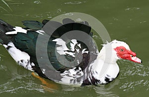 Muscovy Duc