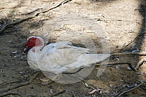 A muscovy duck