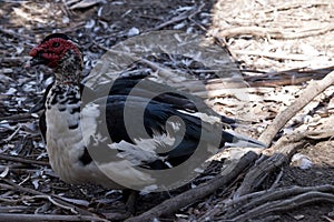 A muscovy duck