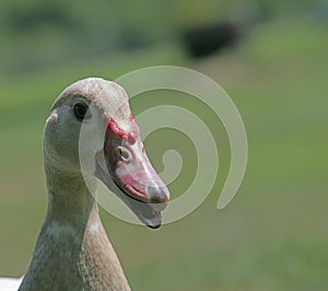 Muscovy Duck