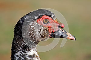 Muscovy duck