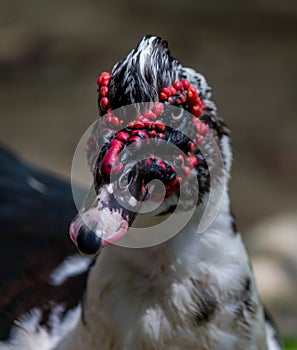 Muscovy Duck