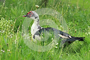 Muscovy duck