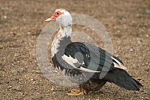 Muscovy duck