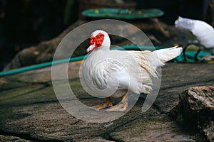 Muscovy duck